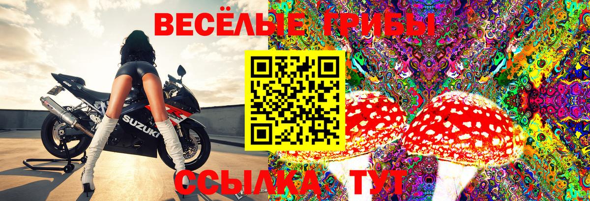 Псилоцибиновые грибы Psilocybine cubensis Зеленогорск